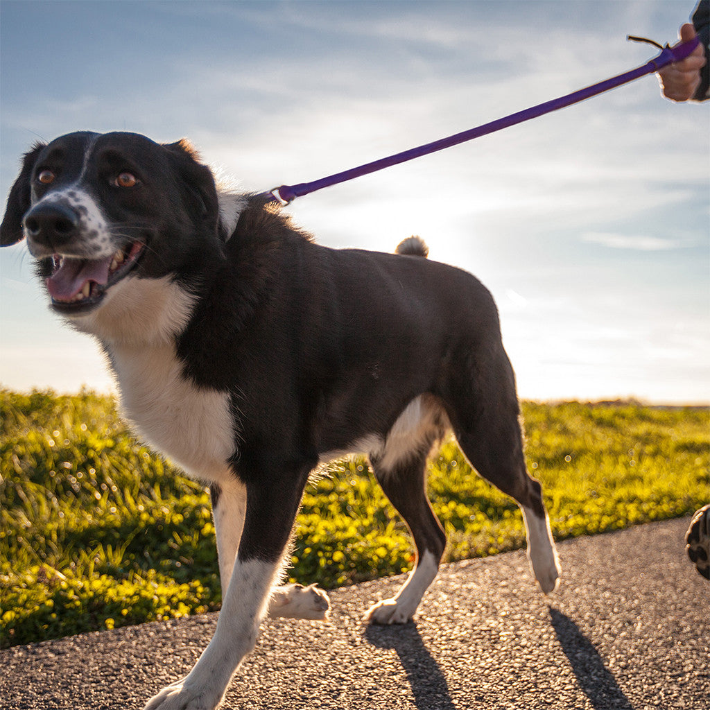 WUNDERleash — The Everyday No-Pull Leash