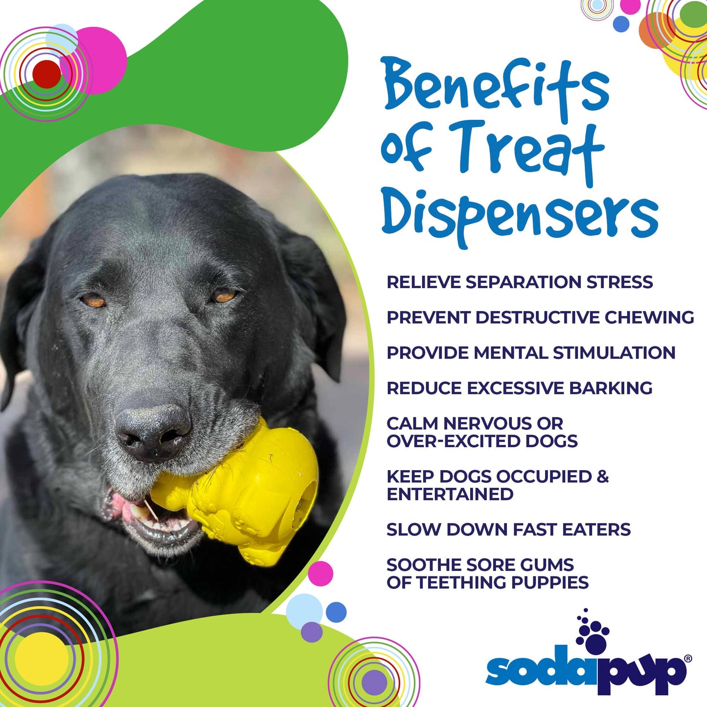 Honey Bear Enrichment Dispenser
