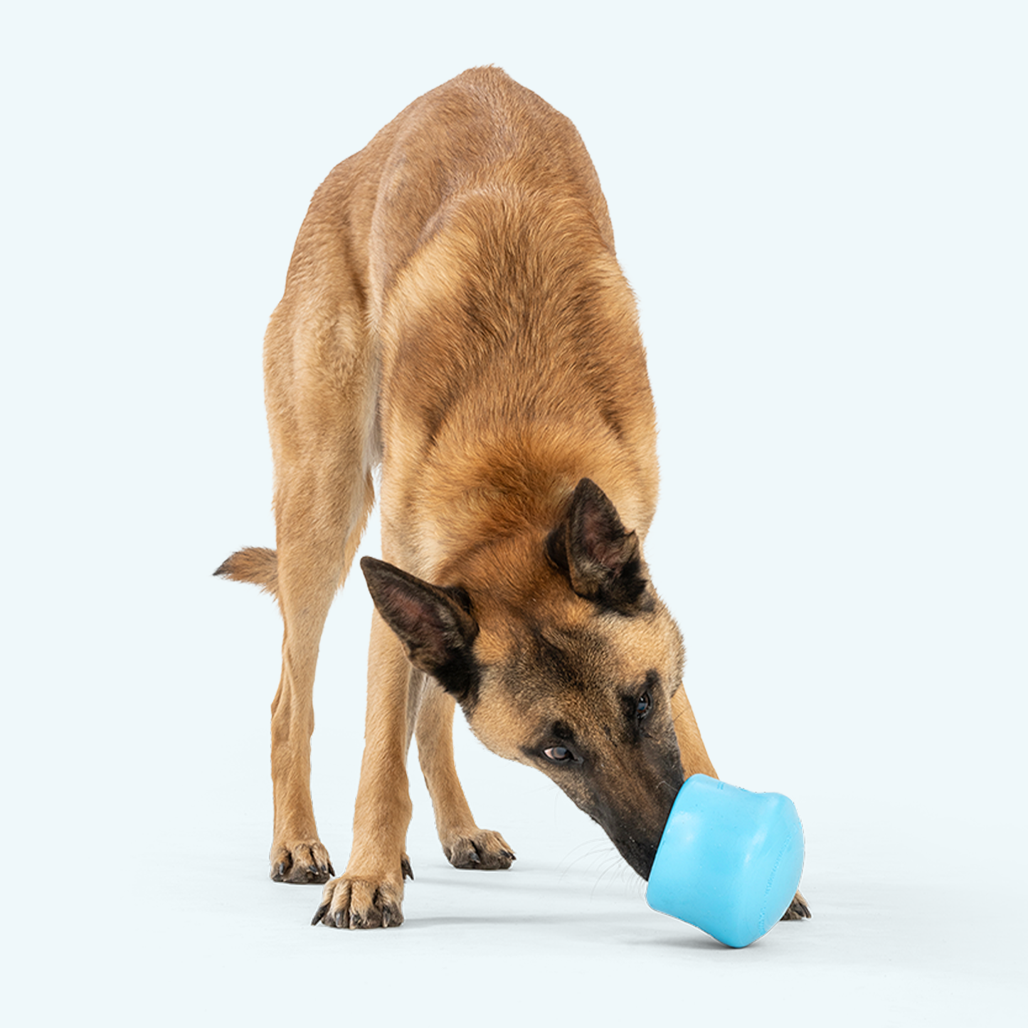 Toppl Enrichment Toy
