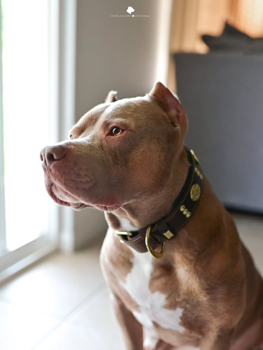 The "Maximus" collar 2.5 inch wide brown & gold product image