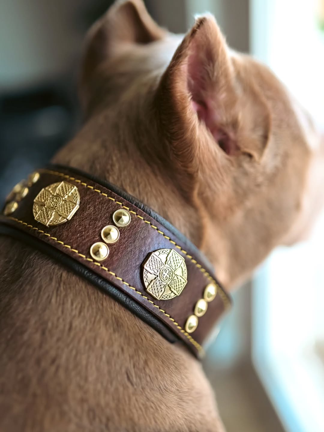 The "Maximus" collar 2.5 inch wide brown & gold product image