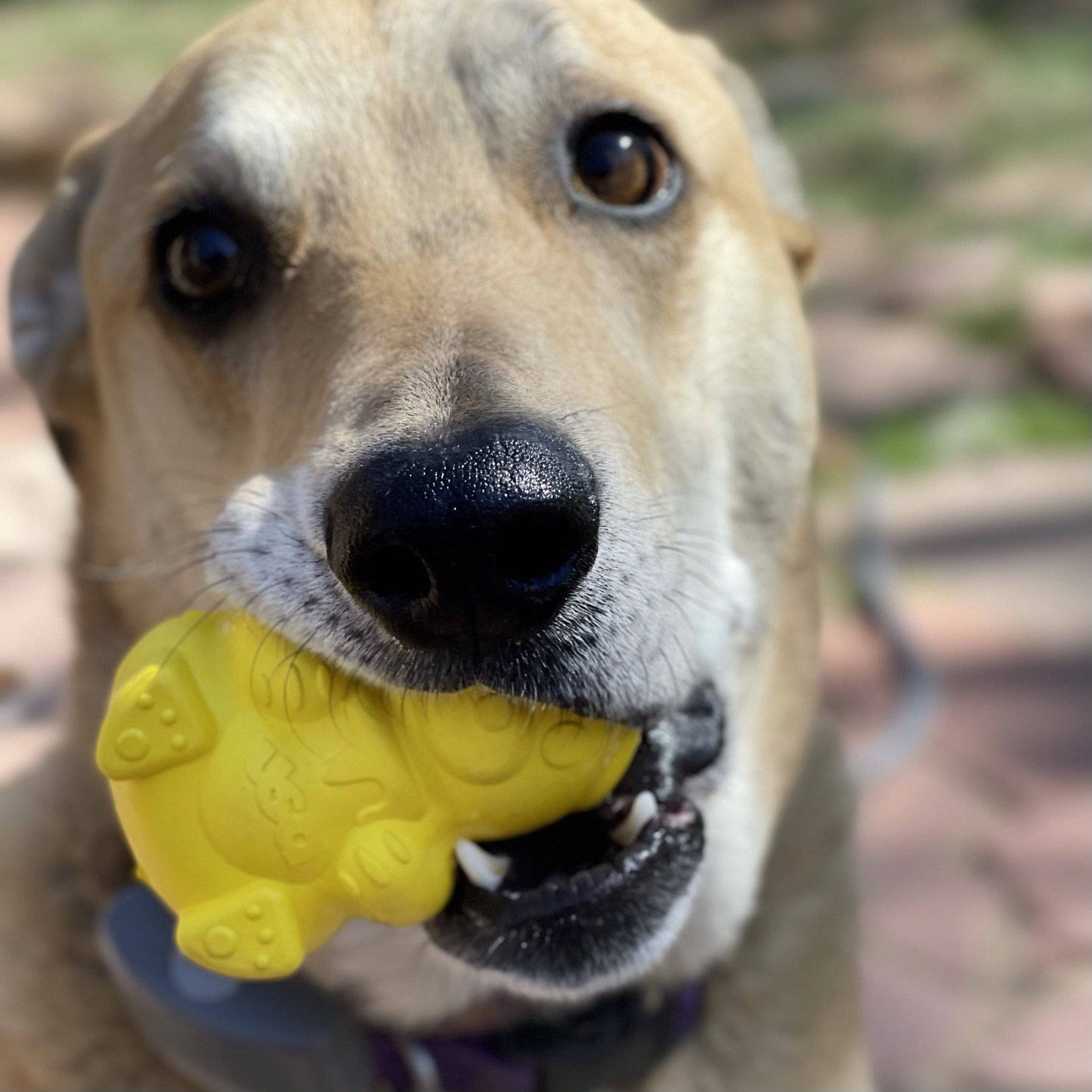 Honey Bear Enrichment Dispenser