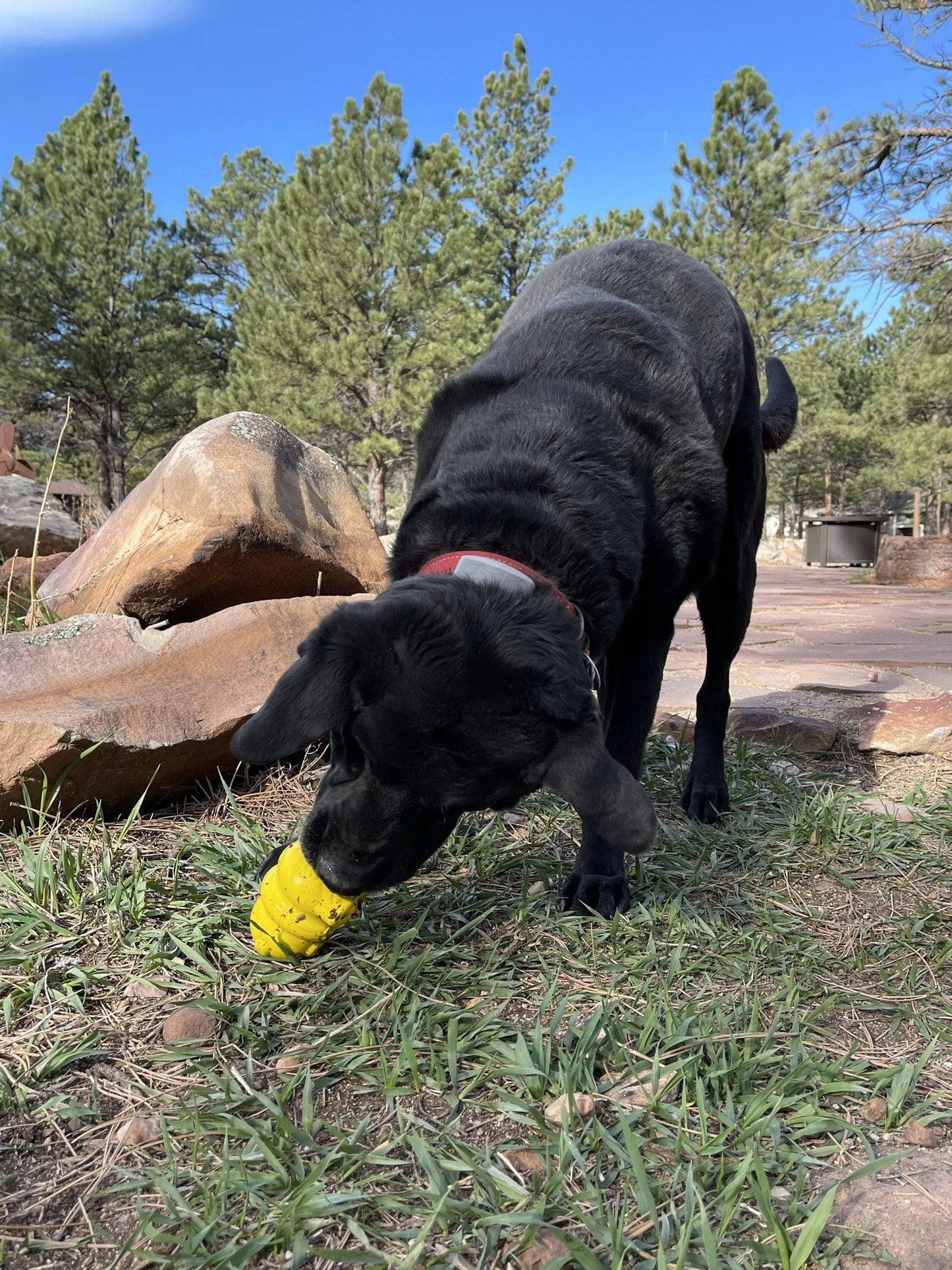 Honey Bear Enrichment Dispenser